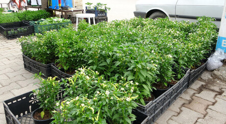 Sebze fiyatları fidecilere yaradı! Her gün az 10 bin fide satılıyor - ekonomi