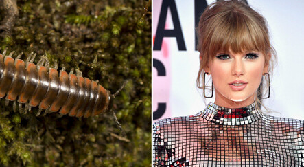 Yeni keşfedilen kırkayak türüne şarkıcı Taylor Swift'in adını verdiler - kultur-sanat