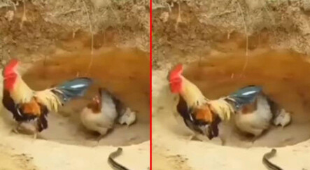 Zehirli yılana karşı yavrularını koruyan tavuğun cesareti sosyal medyada gündem oldu! - dunya