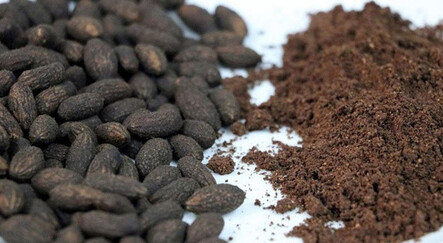 Zeytin çekirdeğinden Türk kahvesi üretildi: Hem sağlıklı hem de lezzetli - saglik