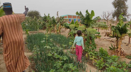 Afrika'daki kurak alanlar yemyeşil bahçe oldu - gundem