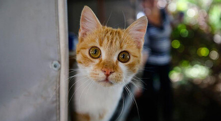 Almanya’dan ilginç ‘kedi’ yasağı - yasam
