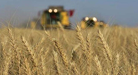 Buğday fiyatları tavan yapacak: Hindistan yasak getirdiğini açıkladı - dunya