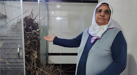 Bunu kargalar yaptı! Sakarya'da şaşkınlık veren olay - yasam