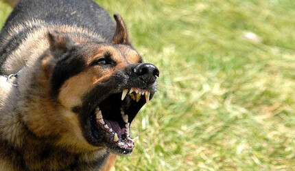 Erdoğan'dan talimat: Köpek terörünü bitirin - gundem