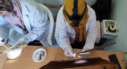 Hücre yeniliyor, çok sayıda faydası var: Arı sütünde üretim başladı - gundem