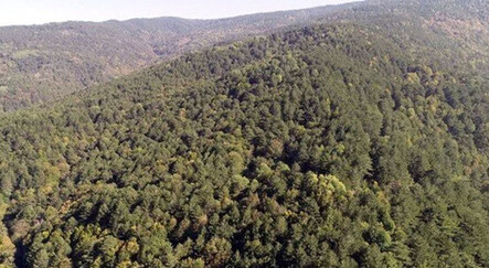 İzmir’de ormanlara girişler kapatıldı - yasam