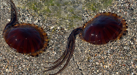 İzmit Körfezi'ni 'Pusula denizanaları' bastı! Dikkat: Zehirli olabilirler - yasam