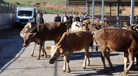 Kurbanlık fiyatları belli oldu! Büyükbaş 70'i gördü, küçükbaş 4 bin lira (2022 kurbanlık fiyatları) - ekonomi