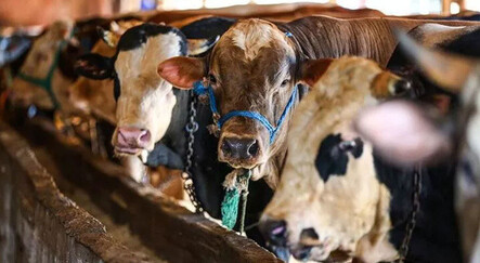 Kurbanlık fiyatları belli oldu! Fiyatlar 2 katına çıktı: İşte rakamlar - ekonomi