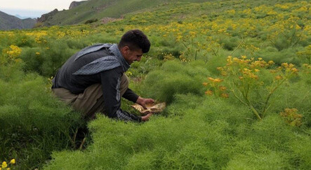 Sipariş üzerine toplanıyor: Kırmızı etin yerine tüketiliyor - ekonomi