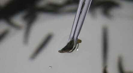 Taleplere yetişemiyorlar: Edirne’de üretip dünyaya satıyorlar - yasam