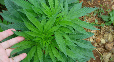 Tayland’da evde yetiştirmek yasal hale geliyor! 1 milyon kenevir bitkisi ücretsiz dağıtılacak - yasam