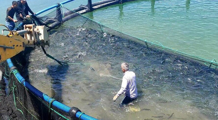 Yozgat’ta üretiliyor... Dünyaya ihraç ediliyor! - yasam