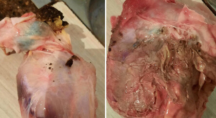 Aldığı tavuğu kesen adam şoku yaşadı! İçinden çıkanlar mide bulandırdı - yasam