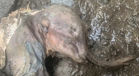 Altın madeninde 'yavru mamut' bulundu! 30 bin yıllık ve hiç bozulmamış... - ekonomi