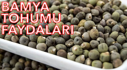 Bamya tohumu bağırsakları motor gibi çalıştırıyor, faydaları saymakla bitmiyor l Diz ve eklem ağrıları için de doğal çözüm! (Bamya tohumu kürü tarifi ve yararları) - haberler