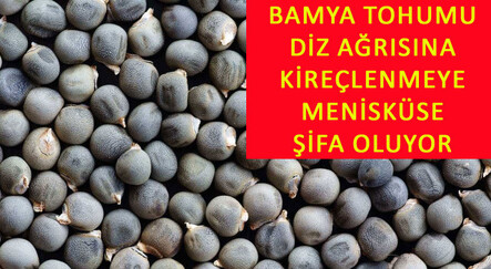 Diz ağrılarınızdan kurtulmak için bamya tohumu! Dizler için bamya tohumu kürü tarifi ve yararları... - saglik