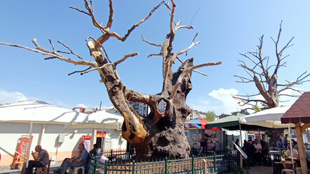 Fatih Sultan Mehmet Han'ın diktirdiği çınarlar betonlaşma kurbanı - kultur-sanat