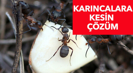 Karıncaları öldürmeden evden uzaklaştıracak doğal yöntemler: Hem ucuz hem etkili... Evinizdeki karıncaları yok etmek için mutlaka deneyin - saglik