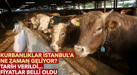 Kurbanlıklar için tarih verildi: İstanbul'a geliyorlar! Pazarlar kuruldu, işte büyükbaş ve küçükbaş fiyatları - ekonomi