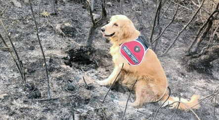 Marmaris'teki yangının çıktığı noktayı 'Kadro' buldu! Bunu yapabilen tek köpek - gundem