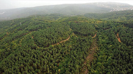 Muğla'da ormana girişler yakalandı! - yasam