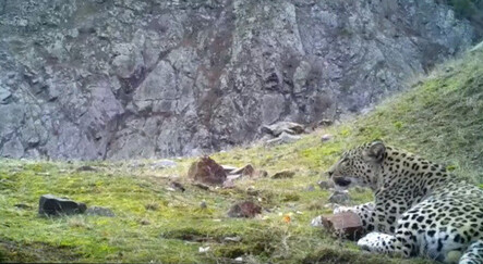 Nesli tükenmişti... Yıllar sonra şoke eden görüntüler 'fotokapan'a yansıdı - yasam