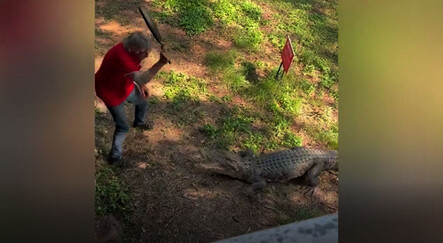Restorana giren timsahı tavayla kovdu - dunya