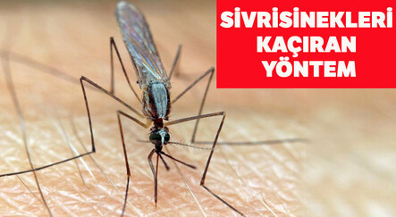 Sivrisineklere kolay tuzak: Sadece 3 malzeme ile hazırlanıyor… Sivrisinekler görünce kaçacak yer arayacak! - saglik