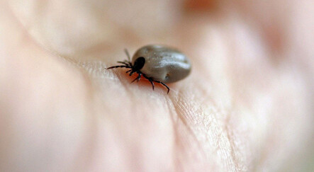 Uzmanı uyardı: Kene yapışmasında yanlış müdahale tehlike saçıyor - gundem