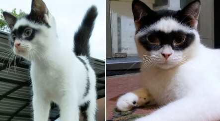 Zorro’ya benzetilen kedi meşhur oldu - yasam