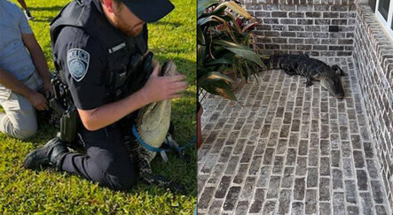 ABD’de polis timsahı elleriyle nehre götürdü - dunya