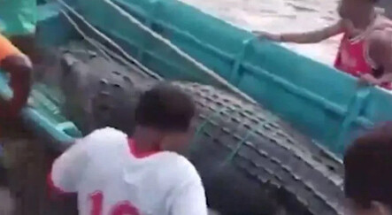 Endonezya'da dehteşe düşüren olay! Kayıp inşaat işçisi 13 metrelik dev timsahın içinden çıkarıldı - dunya