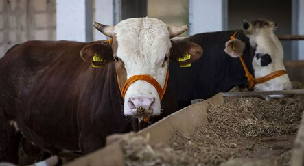İzmir’de kurban kesim fiyatları belli oldu - yasam