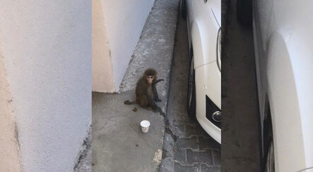 İzmir'de sokakta dolaşan maymun görenleri şaşkına çevirdi - dunya