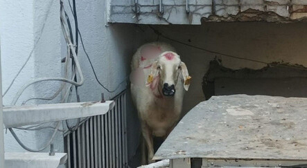 Kurbanlık koç firar etti, sahibi ortada yok! Polis kurbanlık koyunu karakolda besliyor... - gundem