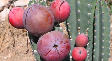 Mersin'de merak edip Peru elması yetiştirdi, gelir kaynağı oldu - gundem