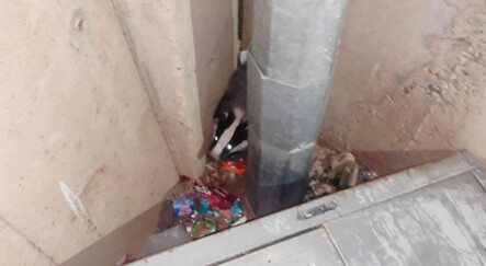 Nesli tükenme tehlikesinde! Adıyaman’da görüldü - yasam