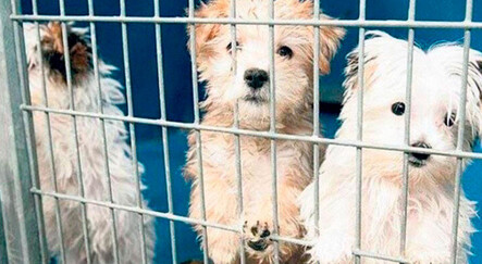Petshoplara verilen bir yıllık süre doldu: Vitrinlerde kedi ve köpek satış yasağı resmen başladı - gundem