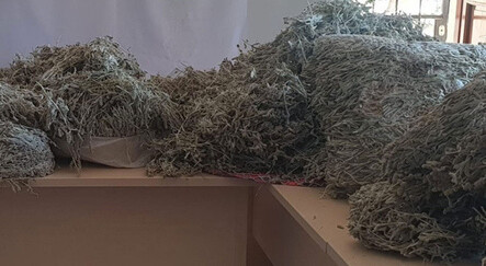 Sarıkız Çayı bitkisinin koparan yandı! Cezası dudak uçuklatıyor - gundem