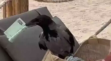 Şaşkınlık veren olay: Karga çantadan para çaldı - yasam