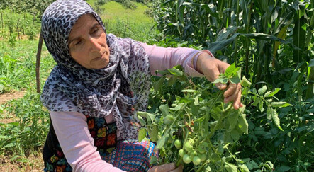 Şaşkınlık veren olay: Tarlasına patates ekti, domates çıktı - ekonomi