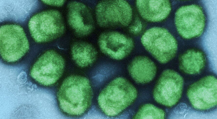 DSÖ, maymun çiçeği salgınını küresel acil durum ilan etti - dunya