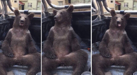 Balı fazla kaçırıp komaya giren ayının imdadına çiftçiler yetişti - gundem