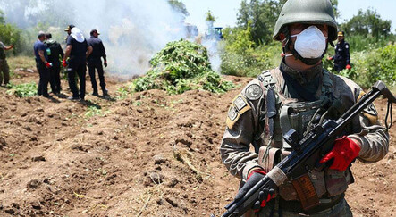 Eren Abluka-33 ile PKK'nın finans kaynağına darbe! 1 milyondan fazla kök kenevir ele geçirildi - turkiye