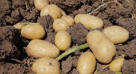 Fransa'da kuraklık patates hasadını vurdu - dunya