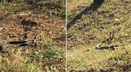 Görüntüler Türkiye'den! 2 metrelik yılanların dansı anbean kamerada - yasam