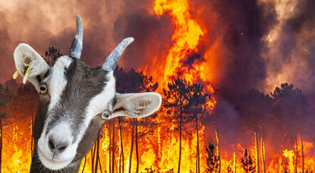 İspanya'da orman yangınlarına ilginç çözüm: Keçiler kullanılacak - dunya