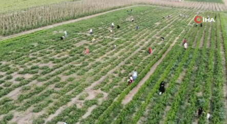 İstanbul'un göbeğinde tarladan sebze topluyorlar! Hem daha uygun hem daha sağlıklı - ekonomi